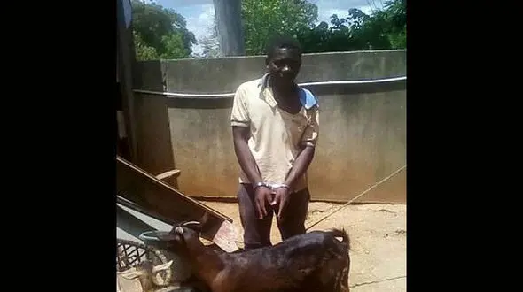 دستگیری جوان 21 ساله هنگام اقدام زشت با یک بز در آفریقا + عکس