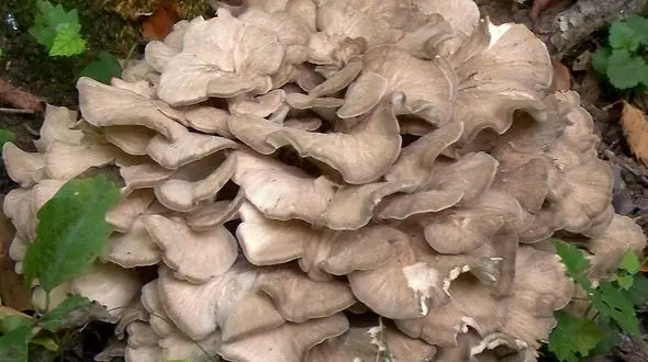 درمان گیاهی سندرم تخمدان پلی کیستیک