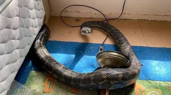 صحنه وحشتناکی که یک مرد در خانه اش دید + عکس