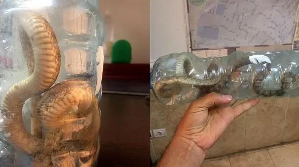 پرسه زنی وحشت آور مار سمی در بازار تهران + عکس 