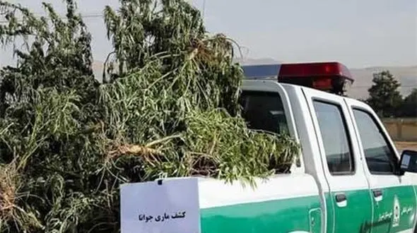 مزرعه ماری‌جوانا  با وام ۴۰۰ میلیون تومانی اشتغالزایی از کمیته امداد + عکس