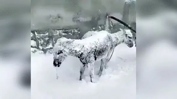 باورنکردنی / یخ زدن الاغ ها از شدت سرما + فیلم