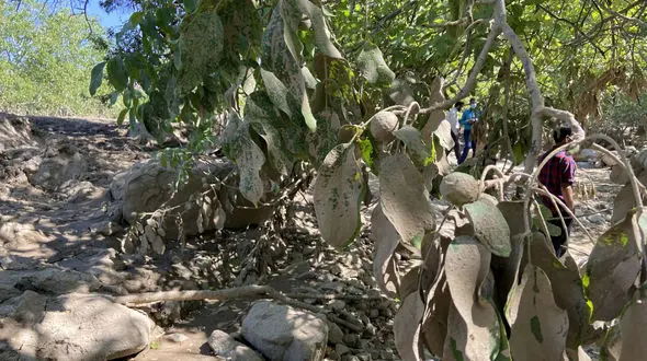 خسارت 24 میلیارد تومانی سیل در جیرفت کرمان