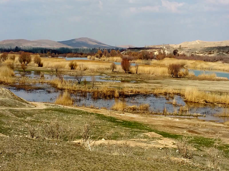 بیشه