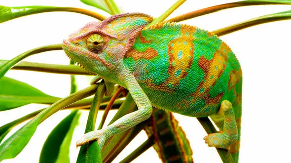 لحظه بامزه استراحت آفتاب پرست + فیلم