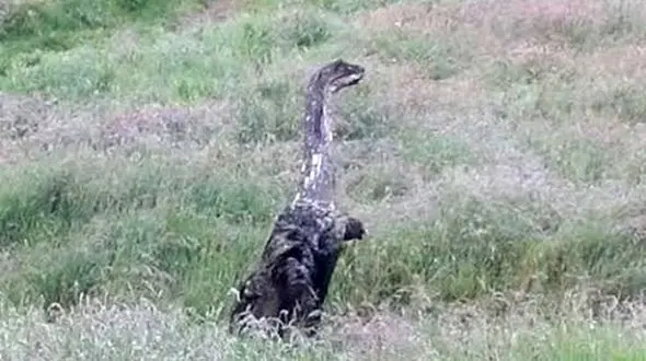 مشاهده موجودی شبیه به هیولای افسانه‌ای  +تصاویر 