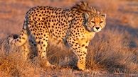 Rare Asiatic Cheetah Filmed in Touran National Park + Video