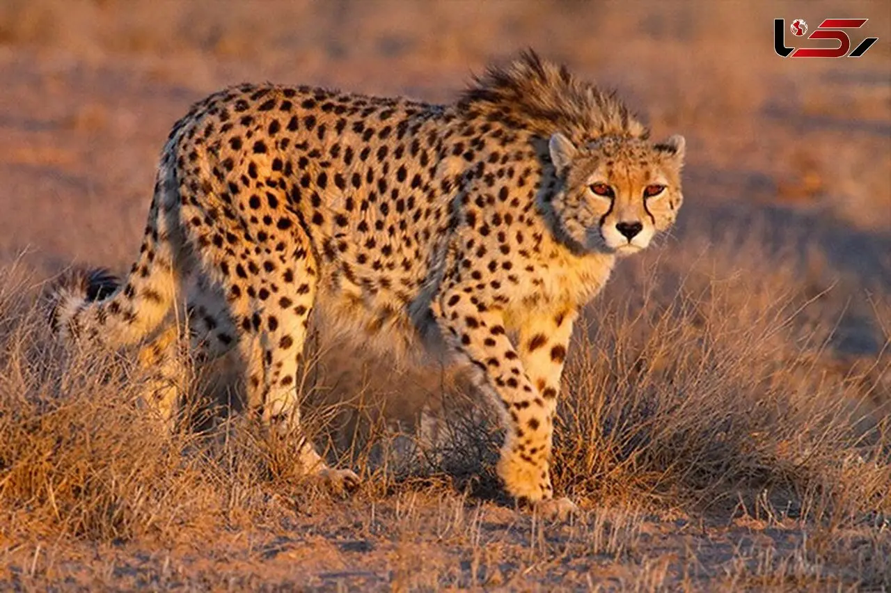 Rare Asiatic Cheetah Filmed in Touran National Park + Video