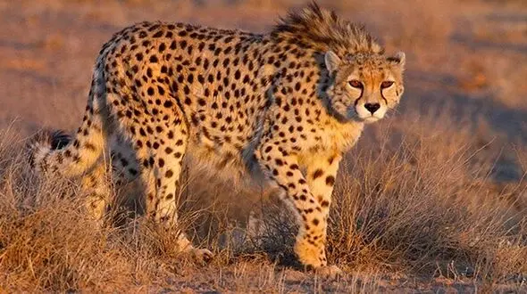 Rare Asiatic Cheetah Filmed in Touran National Park + Video