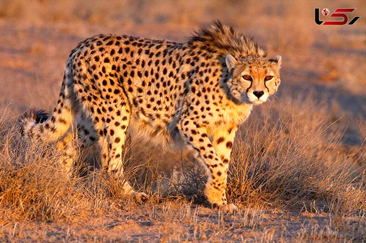 Rare Asiatic Cheetah Filmed in Touran National Park + Video
