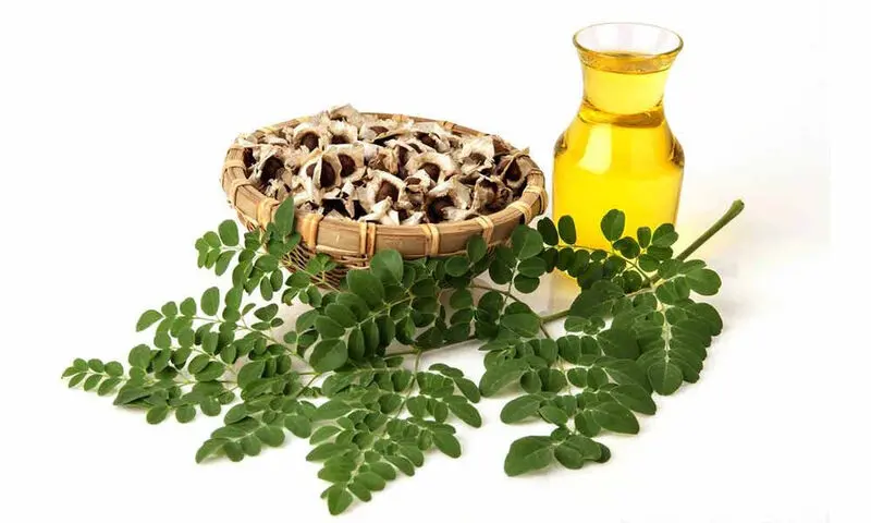 خواص مورینگا