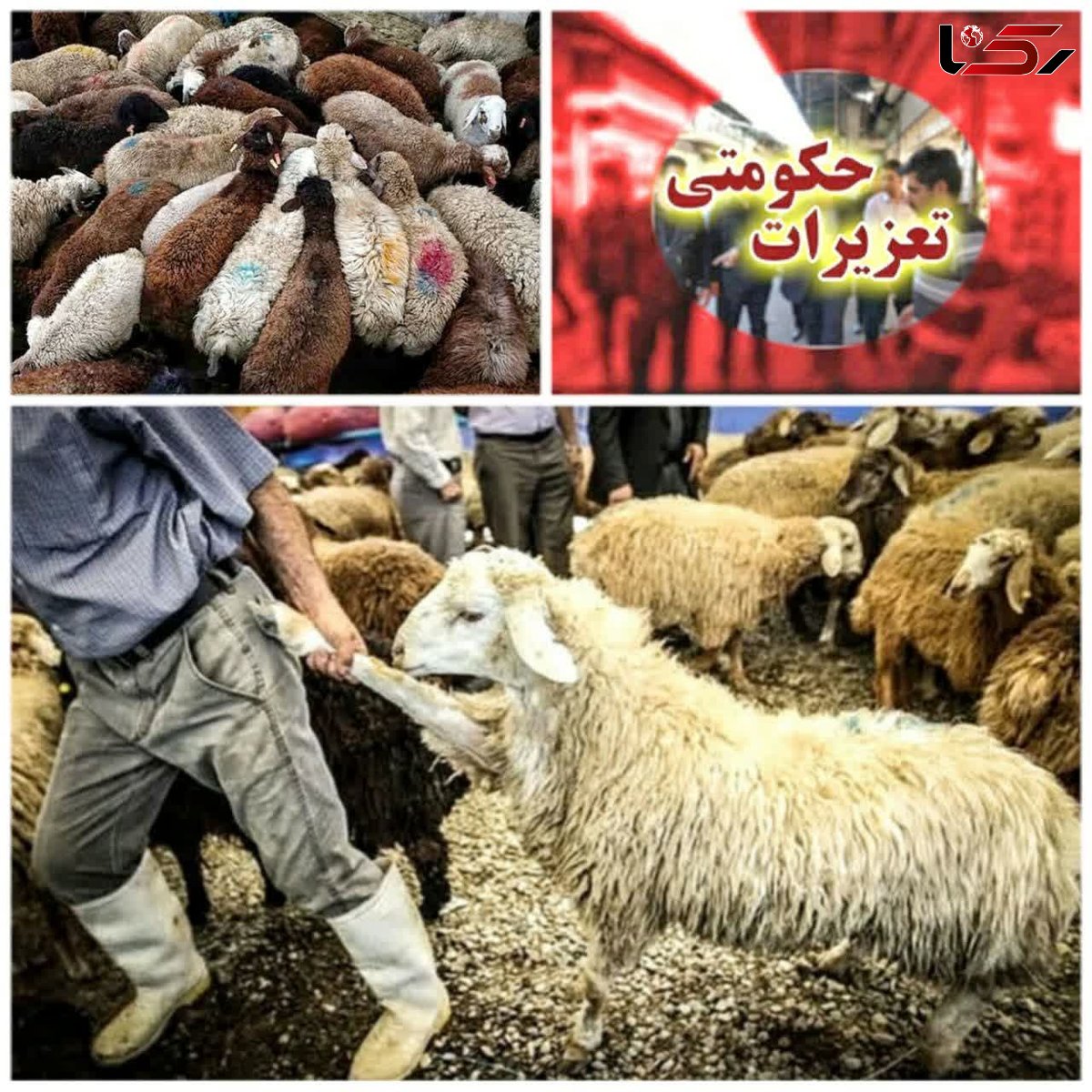 کشف و ضبط بار غیر مجاز دام در قزوین 