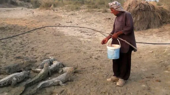 ۲۳ سال فداکاری برای گاندوها؛ مردی که باغ موزش را فدای تمساح‌های باهوکلات کرد / هیچ نهادی  به این مرد کمک نکرد + فیلم