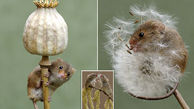 موش های بامزه ای که در حال انقراض هستند+عکس های بی نظیر