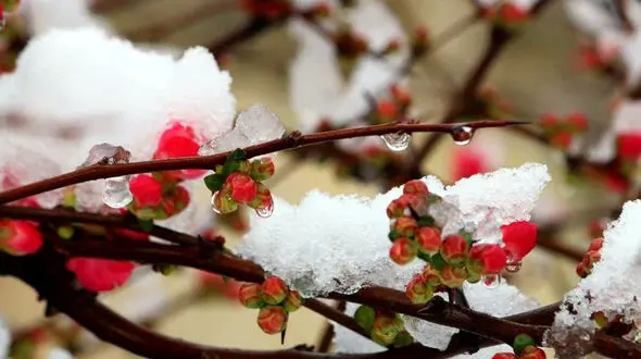 دمای زیر صفر در 16 استان کشور/ بارش برف و باران از دوشنبه هفته آینده