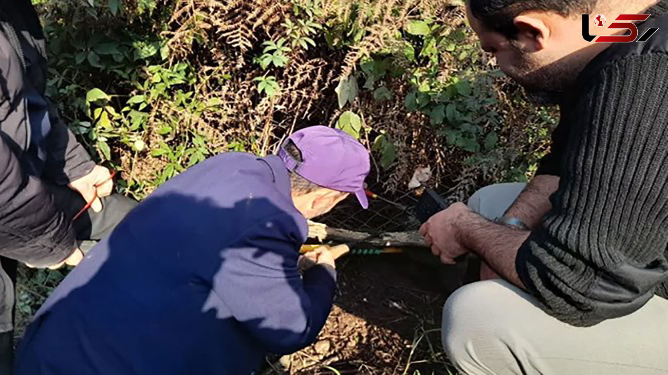  نجات و رهاسازی یک قلاده گربه جنگلی از تله سیمی در رودسر