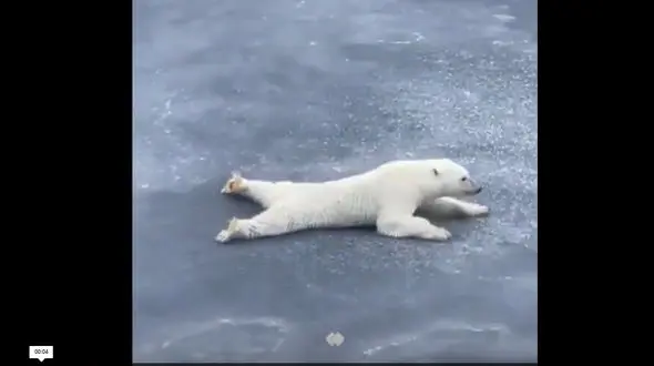 ببینید / کمک گرفتن خرس قطبی از قوانین فیزیک برای عبور از یخ نازک + فیلم شفگت انگیز