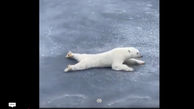 ببینید / کمک گرفتن خرس قطبی از قوانین فیزیک برای عبور از یخ نازک + فیلم شفگت انگیز