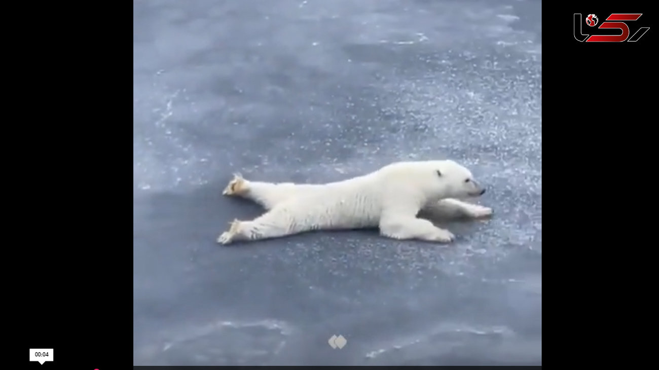 ببینید / کمک گرفتن خرس قطبی از قوانین فیزیک برای عبور از یخ نازک + فیلم شفگت انگیز