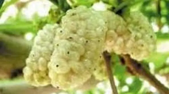 جوانی پوست با یک میوه تابستانی