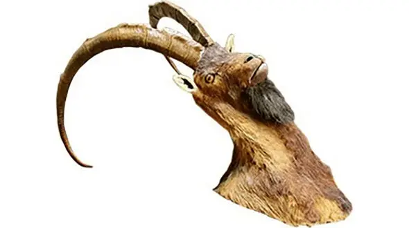 آگهی فروش اینترنتی آهوی کمیاب و گوزن تاکسیدرمی‌شده پلیس مشهد را حساس کرد 