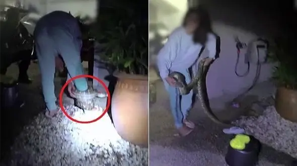 صحنه وحشتناک پیچیدن مار  دور پای زن! + فیلم