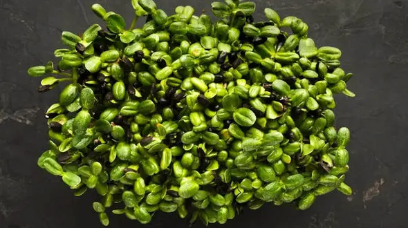 سبزه تخمه آفتابگردان برای هفت‌ سین؛ روش‌ های ساده کاشت و نگهداری تا نوروز