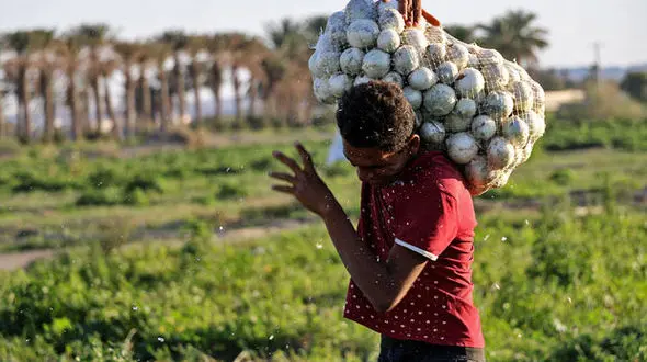 پیاز گران شد/ احتمال کاهش قیمت هندوانه و طالبی