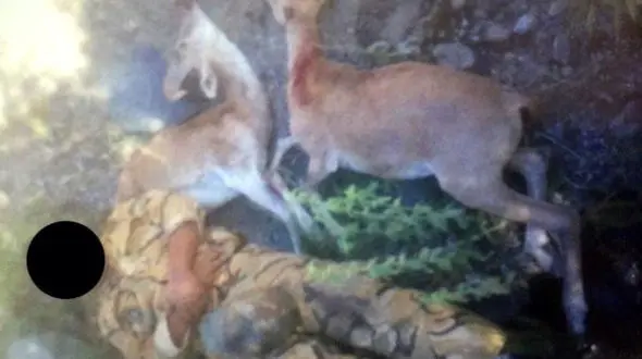 سلفی های زشت 2 شکارچی در کوه های سبزوار + عکس