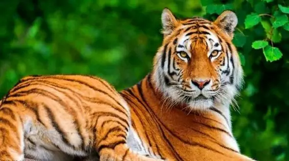 تنها ببر خوردنی + فیلم