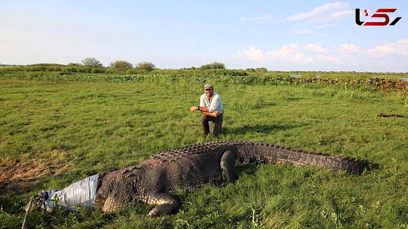شکار تمساح 5 متری با 800 کیلو وزن+ تصاویر