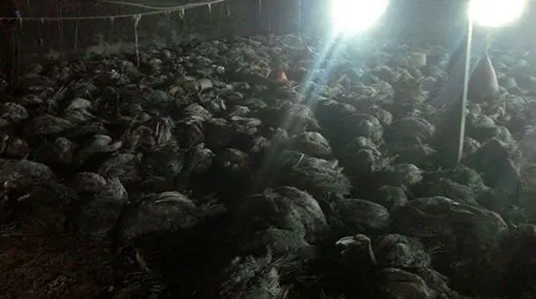 راز زنده زنده سوختن ۲۶۲ قطعه بوقلمون در پلدشت + عکس