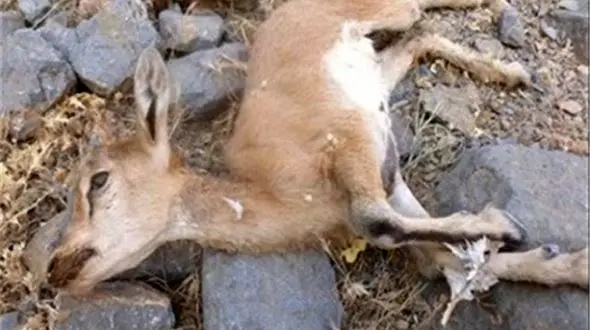 مرگ کمتر از 20 راس حیات وحش بر اثر طاعون نشخوارکنندگان در زیستگاه های کشور در 1401 / واکسیناسیون راه جلوگیری 