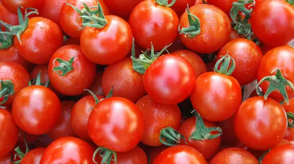 زمان عرضه گوجه فرنگی در میادین میوه و تره بار اعلام شد 