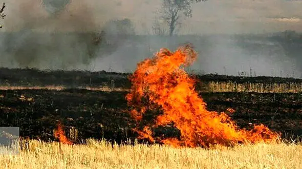 اختلاف زن و شوهر بوکانی هفت هکتار مزرعه گندم کشاورز بوکانی به آتش کشید! + فیلم