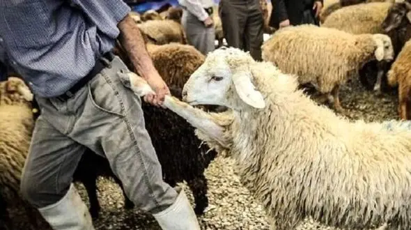 خلاقیت خنده دار چوپان با فریب دادن گوسفند برای عید قربان حماسه آفرید +عکس /هنر نزد ایرانیان است و بس