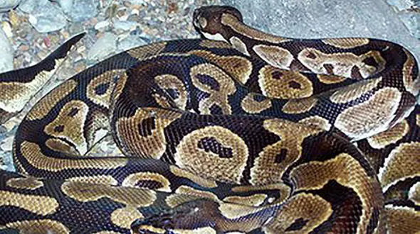 فیلم لحظه زنده گیری مار عظیم الجثه از درخت 