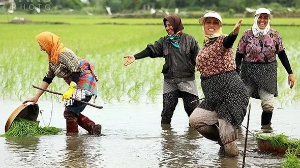 مشاغل خانگی از طرح تا واقعیت