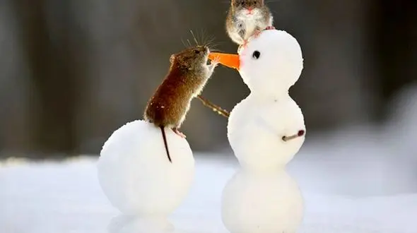 تصویر زیبا از برف بازی موش های صحرایی