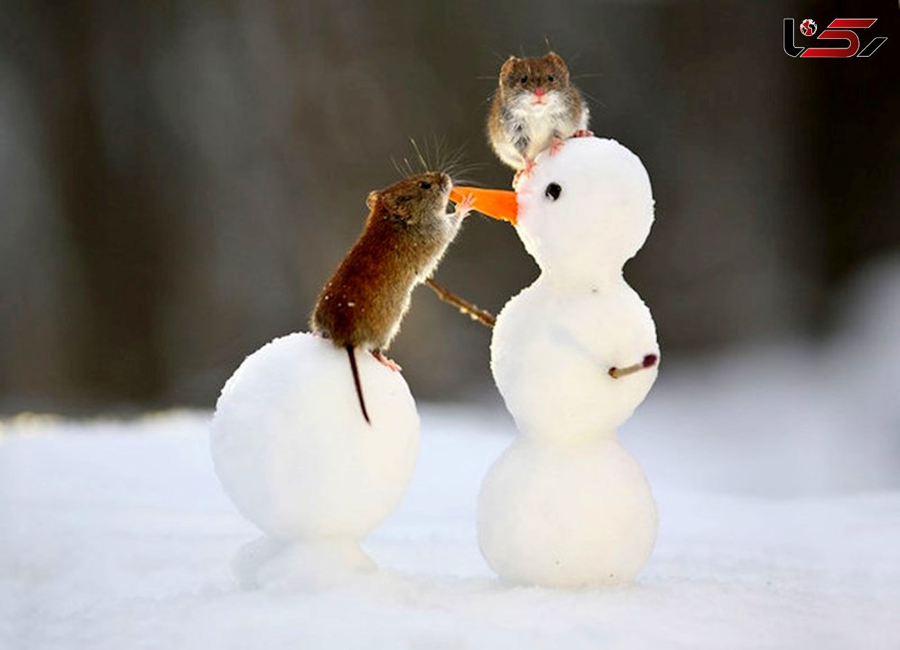 تصویر زیبا از برف بازی موش های صحرایی