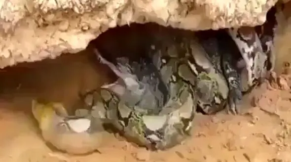 جنگ مار پیتون و تمساح به نفع کدام تمام شد؟ + فیلم