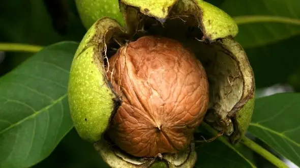  «گردو»ی تویسرکان ثبت جهانی شد