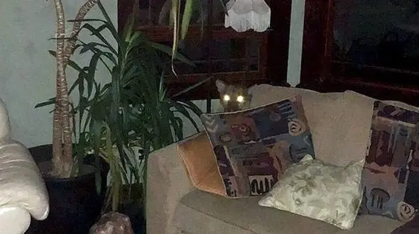 لم دادن شیر کوهی روی مبل خانه زن تنها + عکس های دیدنی