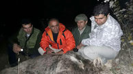 
نجات یک قلاده خرس در لاریجان+ تصاویر

