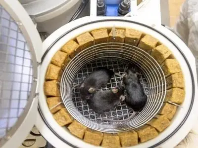 موش های فضاگرد چینی: زایمانی سالم پس از بازگشت به زمین