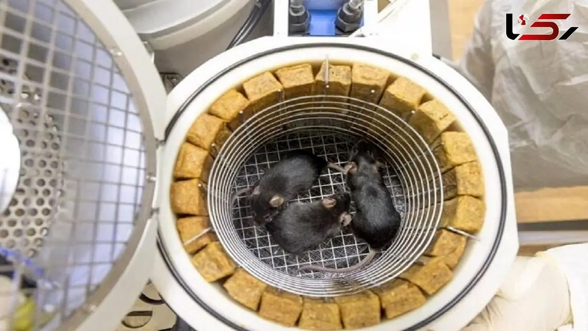 موش های فضاگرد چینی: زایمانی سالم پس از بازگشت به زمین