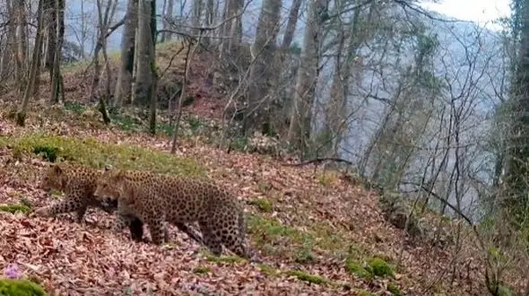 ثبت تصاویر پلنگ نهرو در جنگل های مازندران
