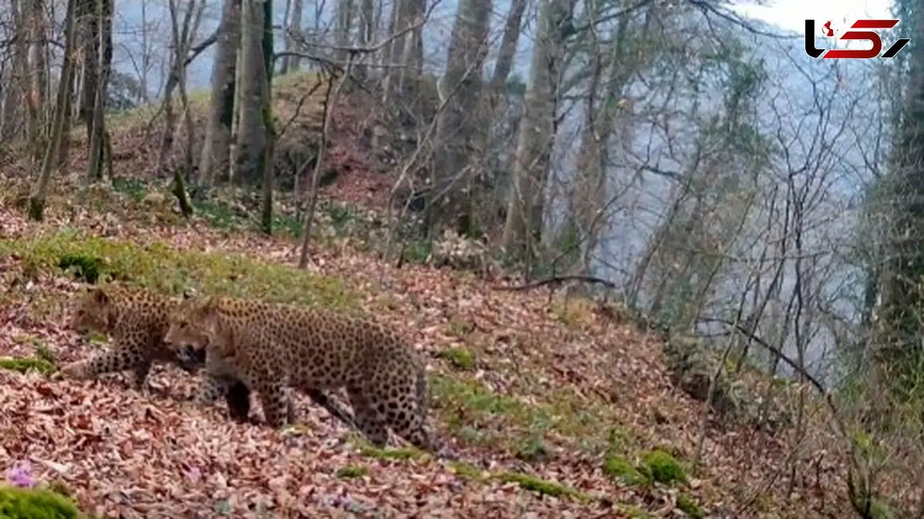 ثبت تصاویر پلنگ نهرو 2 و 3 در جنگل های مازندران