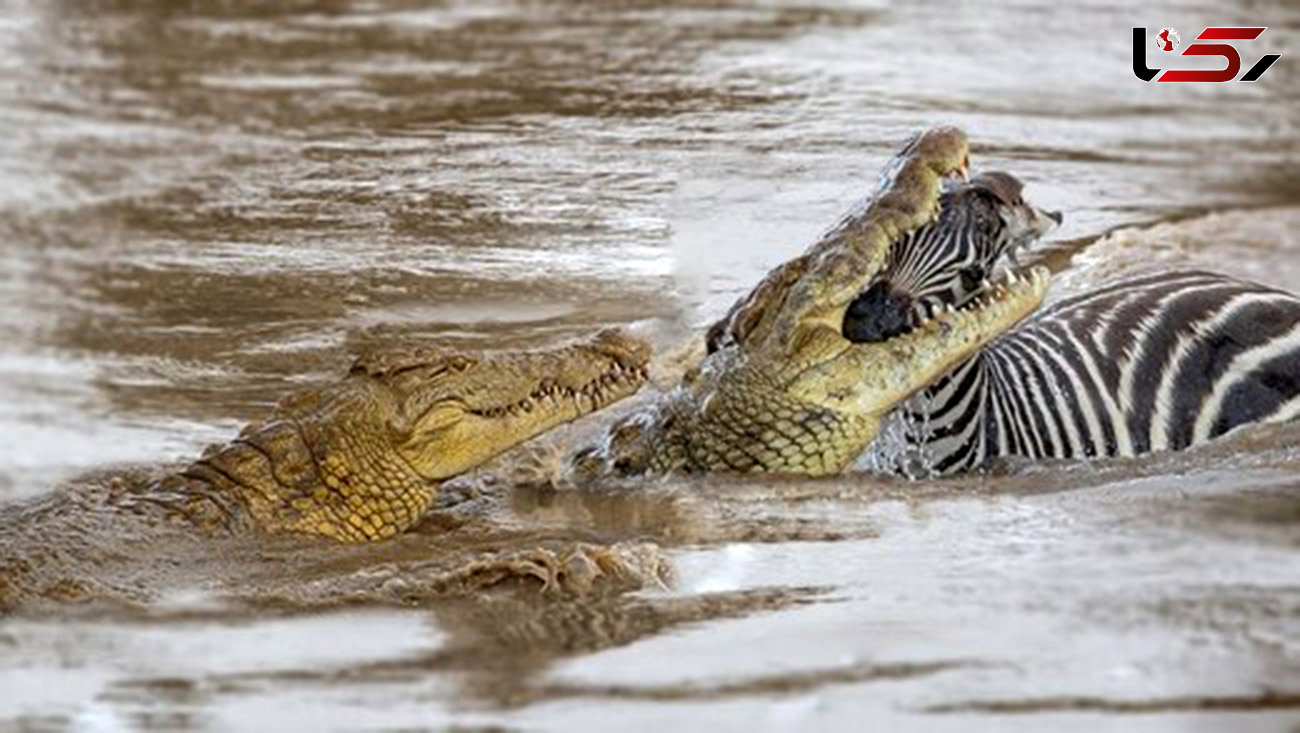 راز قدرت خوفناک تمساح در شکار حیوانات بزرگ چیست؟ / باور نمی کنید