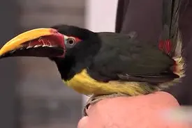 آیا این پرندگان واقعی‌ اند؟ طبیعت خلاق‌ تر از هر فناوری هوش مصنوعی / فیلم